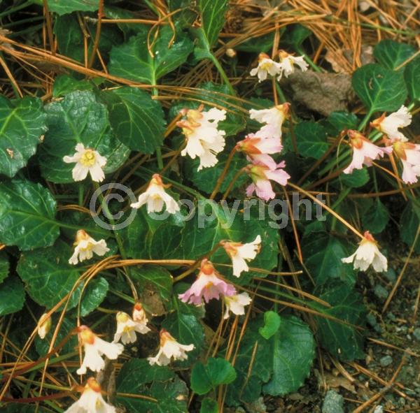 White blooms; Pink blooms; Evergreen; North American Native