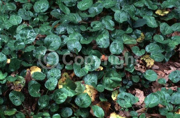White blooms; Pink blooms; Evergreen; North American Native