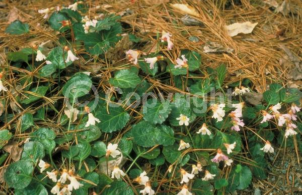 White blooms; Pink blooms; Evergreen; North American Native
