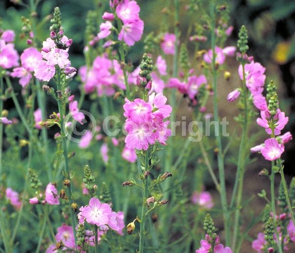 Pink blooms; North American Native