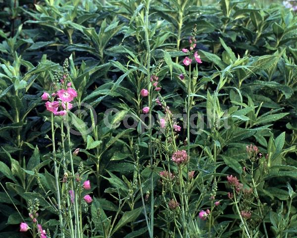 Pink blooms; North American Native