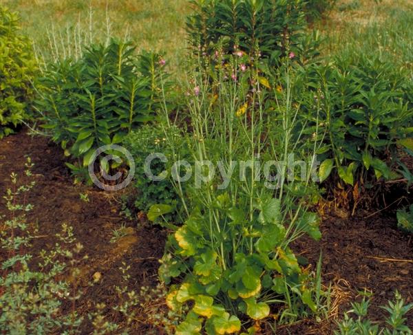 Pink blooms; North American Native