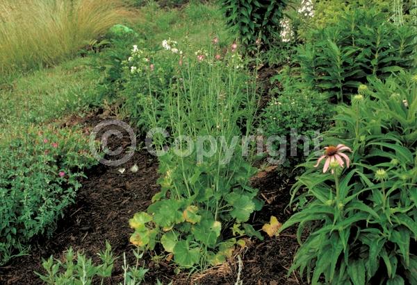 Pink blooms; North American Native