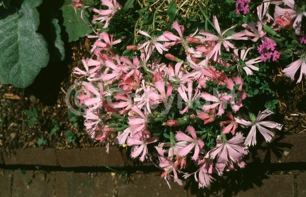 Pink blooms; Evergreen; North American Native