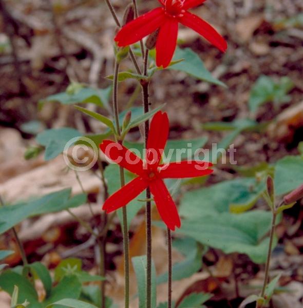 Red blooms; North American Native
