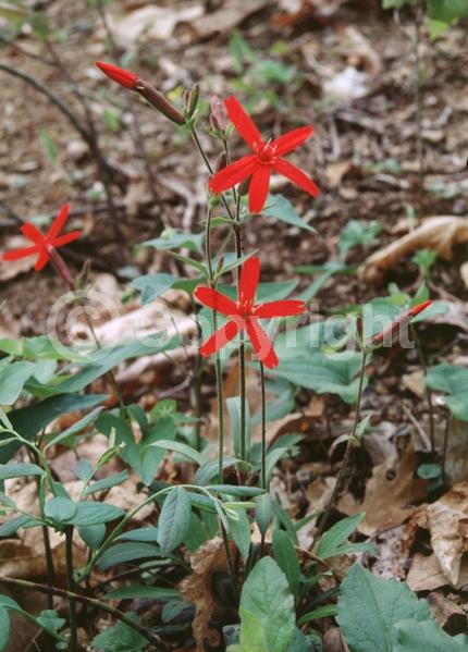 Red blooms; North American Native