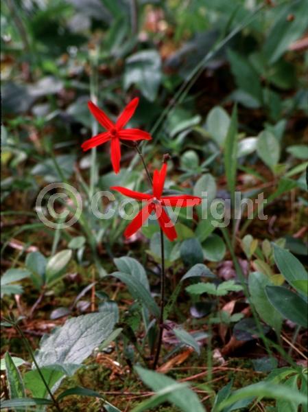 Red blooms; North American Native