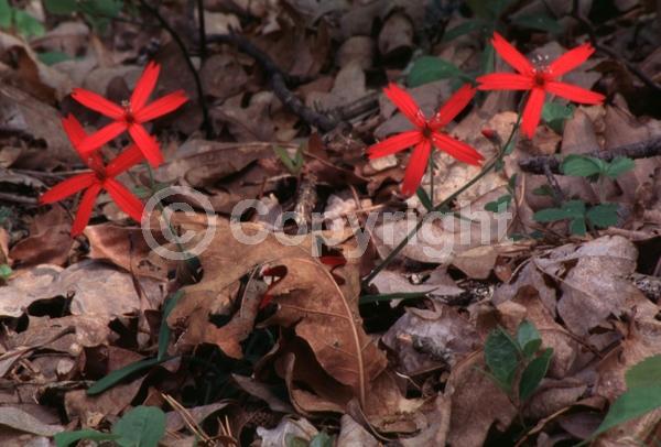 Red blooms; North American Native