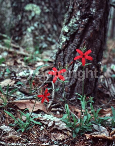 Red blooms; North American Native