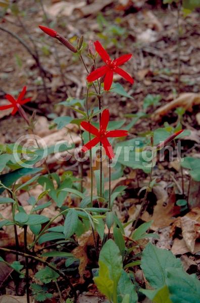 Red blooms; North American Native