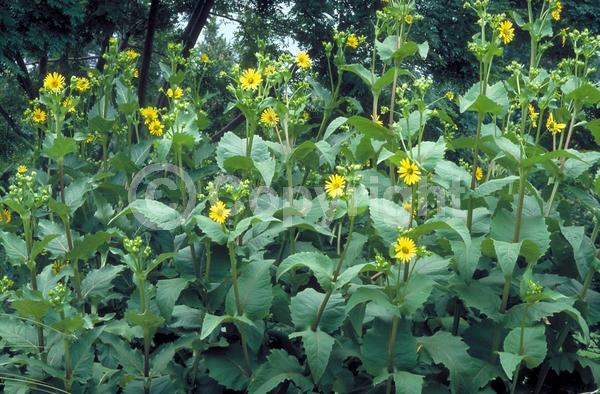 Yellow blooms; Deciduous; Broadleaf; North American Native
