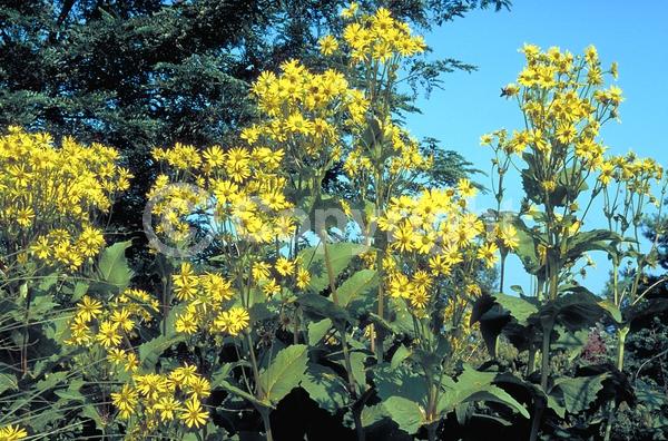 Yellow blooms; Deciduous; Broadleaf; North American Native