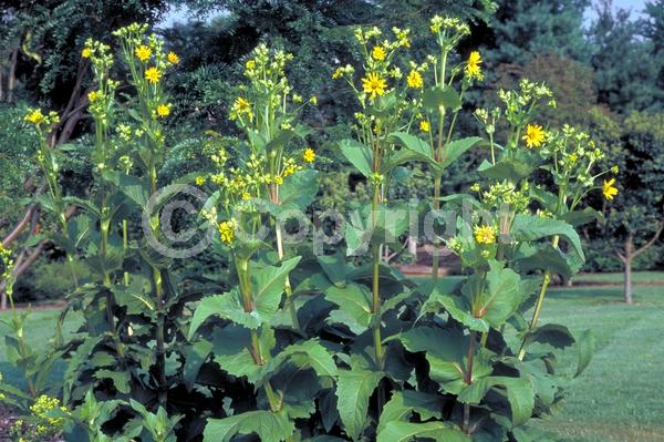 Yellow blooms; Deciduous; Broadleaf; North American Native