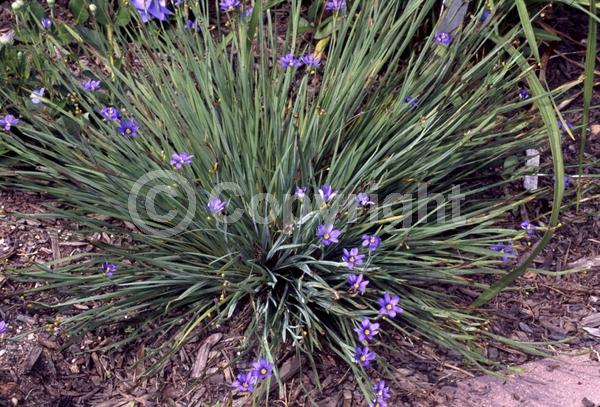 Purple blooms; Lavender blooms; North American Native