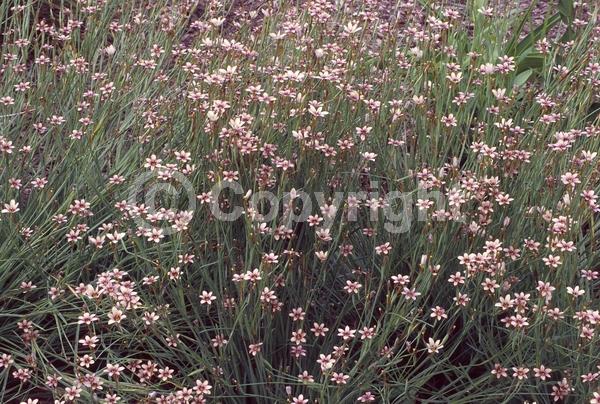 Pink blooms; Rust or bronze blooms; North American Native