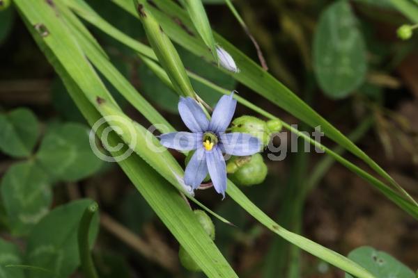 Blue blooms; North American Native
