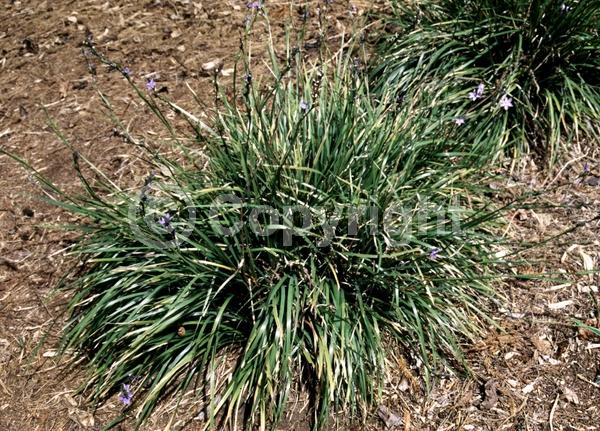 Blue blooms; Lavender blooms; Evergreen