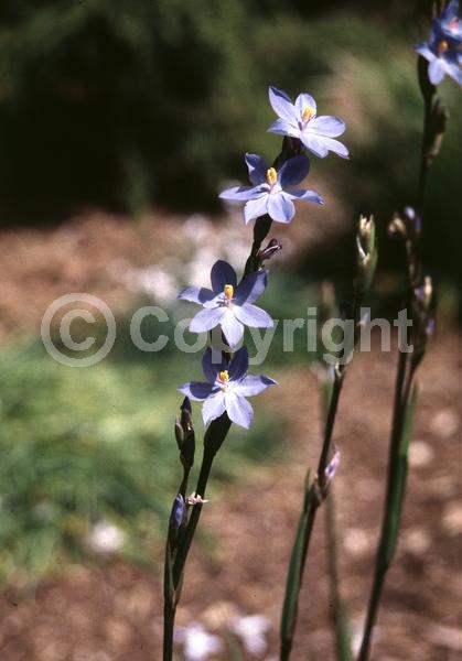 Blue blooms; Lavender blooms; Evergreen