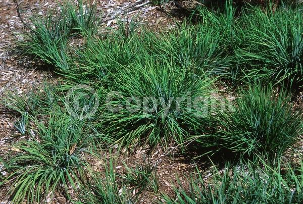 Blue blooms; Lavender blooms; Evergreen