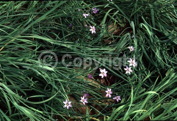 Blue blooms; Lavender blooms; Evergreen