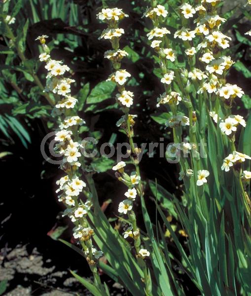Yellow blooms; Deciduous; Broadleaf