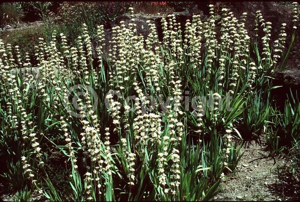 Yellow blooms; Deciduous; Broadleaf