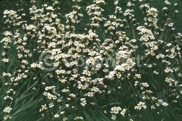 Yellow blooms; Deciduous; Broadleaf