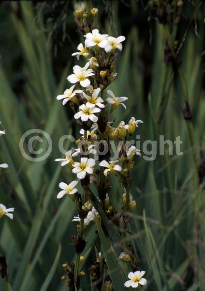 Yellow blooms; Deciduous; Broadleaf