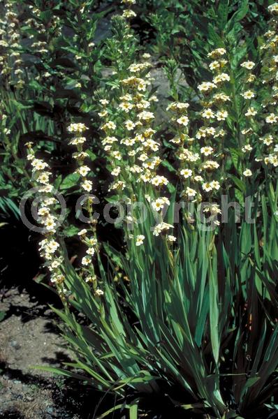 Yellow blooms; Deciduous; Broadleaf