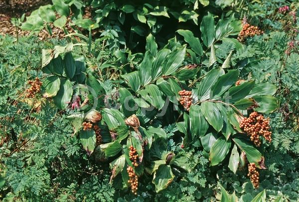 White blooms; Deciduous; North American Native