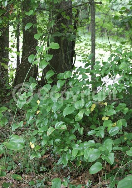 Yellow blooms; White blooms; Green blooms; Semi-evergreen; North American Native
