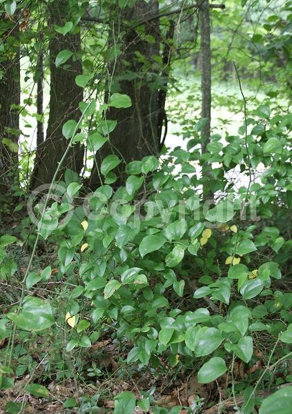Yellow blooms; White blooms; Green blooms; Semi-evergreen; North American Native