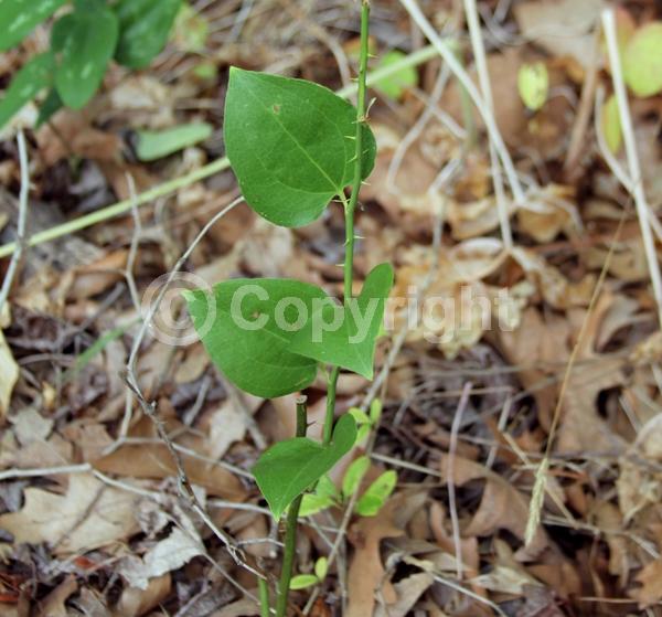 Yellow blooms; White blooms; Green blooms; Semi-evergreen; North American Native