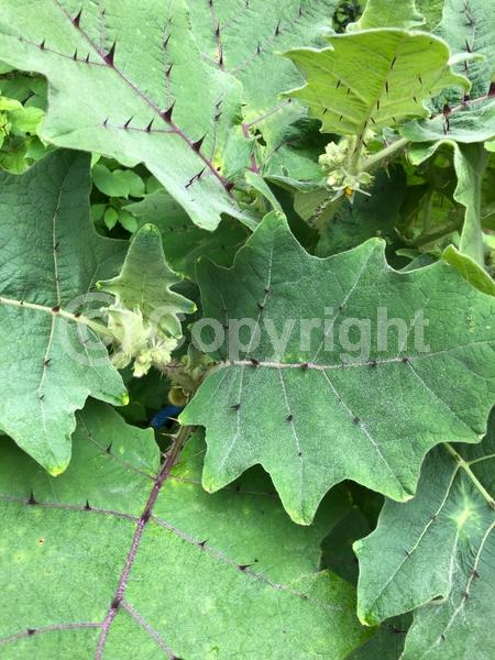 White blooms; Evergreen; Broadleaf