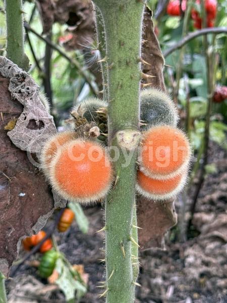White blooms; Evergreen; Broadleaf