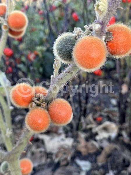 White blooms; Evergreen; Broadleaf