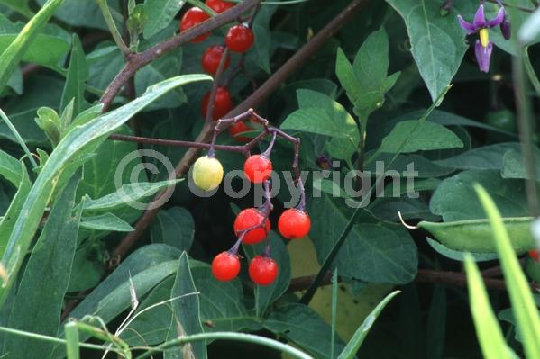 Red blooms; Blue blooms; Lavender blooms; Deciduous; Broadleaf