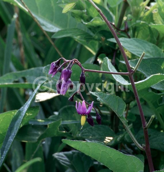 Red blooms; Blue blooms; Lavender blooms; Deciduous; Broadleaf