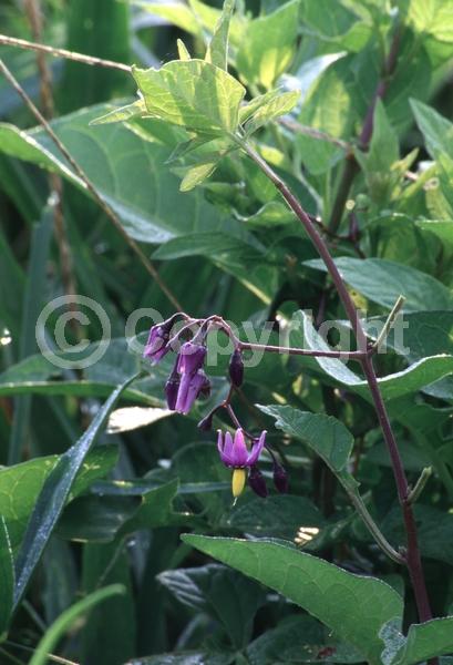 Red blooms; Blue blooms; Lavender blooms; Deciduous; Broadleaf