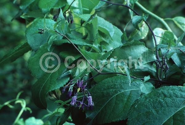 Red blooms; Blue blooms; Lavender blooms; Deciduous; Broadleaf