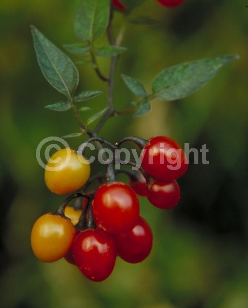 Red blooms; Blue blooms; Lavender blooms; Deciduous; Broadleaf