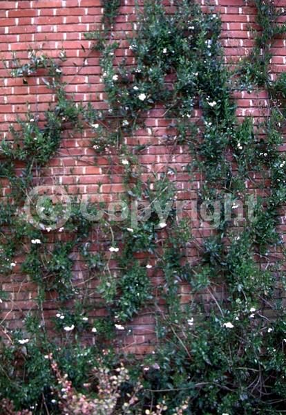 White blooms; Semi-evergreen