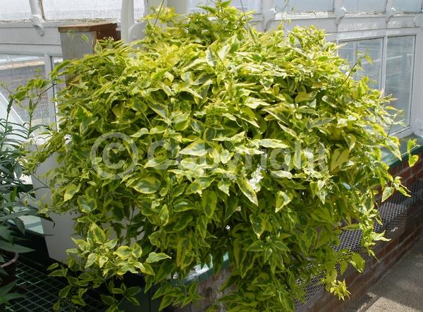 White blooms; Semi-evergreen