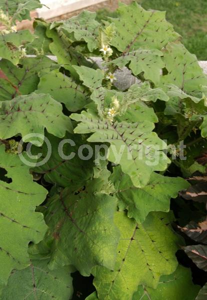 White blooms; Evergreen; Broadleaf