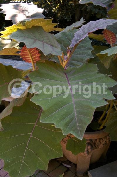 White blooms; Evergreen; Broadleaf