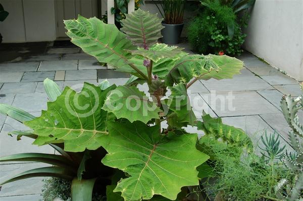 White blooms; Evergreen; Broadleaf