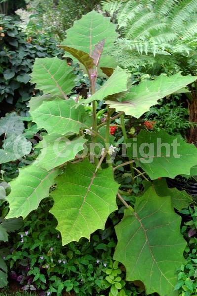 White blooms; Evergreen; Broadleaf