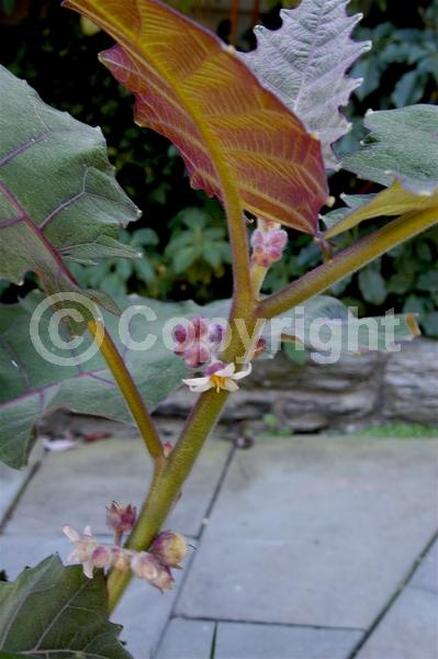White blooms; Evergreen; Broadleaf