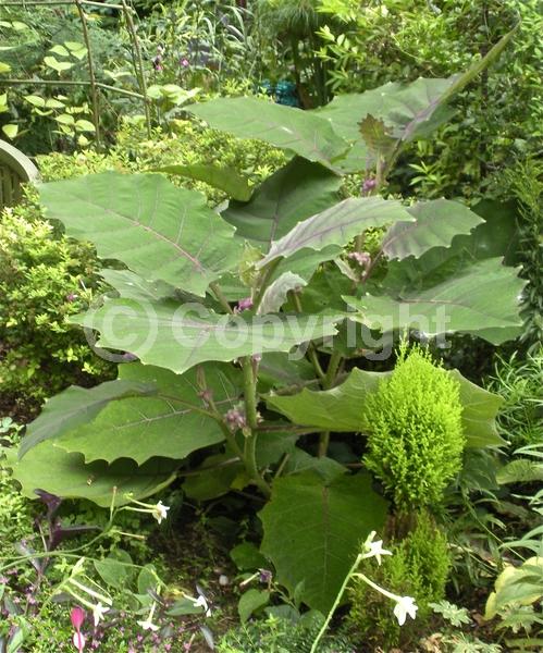 White blooms; Evergreen; Broadleaf