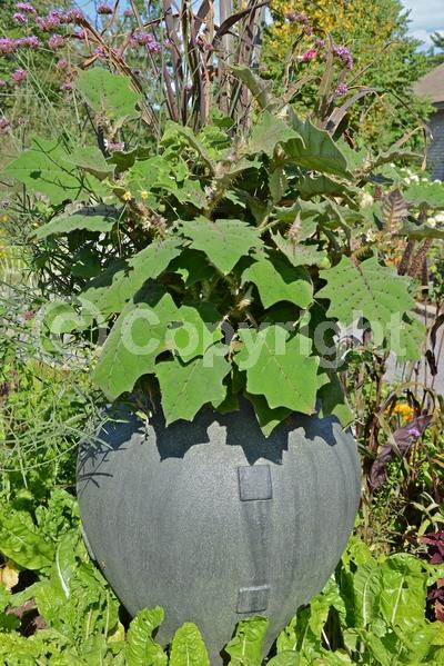 White blooms; Evergreen; Broadleaf